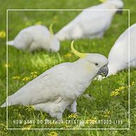 Image result for sulphur crested cockatoo habitat