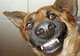 Image result for Funniest German Shepherds