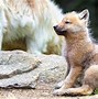 Image result for Snow Wolf Pups