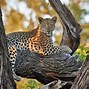 Image result for Okavango Inland Delta