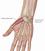 Image result for Abductor Pollicis Longus Is Isometrics