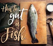 Image result for Gut of Fish