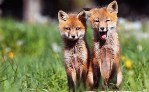 Image result for Fox Childe