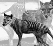 Image result for Thylacine Tracks