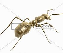 Image result for Golden Ant