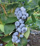 Image result for Liberty Blueberry