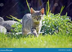 Image result for Kitten Running