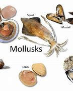 Image result for Melvius Fish