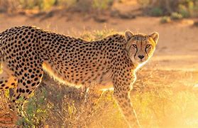 Image result for Cheetahs in the Wild