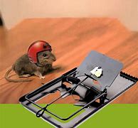 Image result for Water Traps for Mice