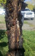 Image result for Nectarine Tree Diseases