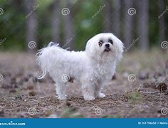 Image result for A Maltese Dog