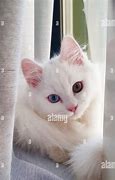 Image result for Most Beautiful Cat Eyes