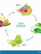 Image result for Crop Rotation