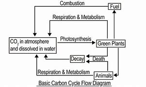 Image result for Basic Carbon Cycle Diagram