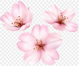 Image result for Cherry Blossom Single Flower Clip Art