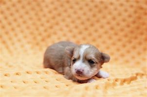 Image result for Bichon Terrier Puppies Mesa