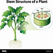 Image result for Citrus Plant Stem