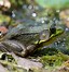 Image result for White Tree Frog On a Branch