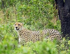 Image result for Cheetah Rhino