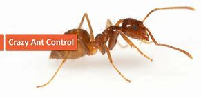 Image result for Crazy Ants