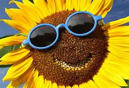 Image result for Sunflower Smile Graphic