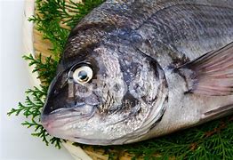 Image result for Black Sea Bream