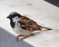 Image result for Male House Sparrow Bird