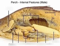 Image result for perch anatomy