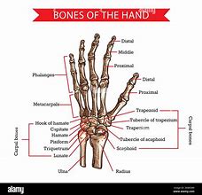 Image result for Skeletal Hand and Arm