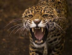 Image result for Jaguar Mythology