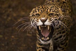 Image result for Wild Animal Jaguar