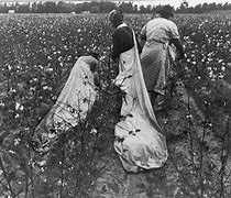 Image result for Black Person Harvesting Cotton