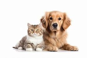 Image result for Smiling Cat and Dog Pictures