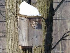 Image result for Screach Owl Bird House