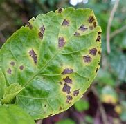 Image result for Bacterial Leaf Spot