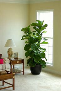 Image result for Indoor Fig Tree