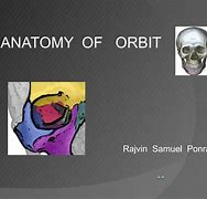 Image result for Orbit Anatomy PPT