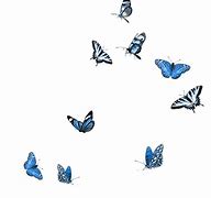 Image result for Butterfly Animated Transparent