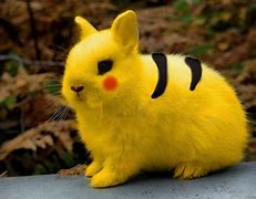 Image result for Pikachu Bunny