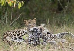 Image result for Leopard Cubs Playing