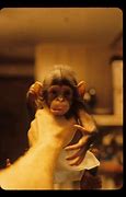 Image result for Little Naps Chimp