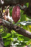 Image result for Cocoa Tree Grenada