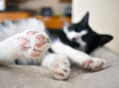 Image result for Cat Coffee Beans