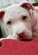 Image result for Albino Pitbull