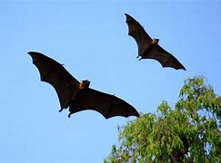 Image result for Bat Foraging