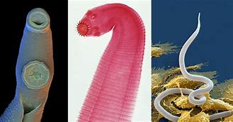 Image result for Parasitic Worms