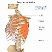 Image result for Serratus Anterior On Human No Skin