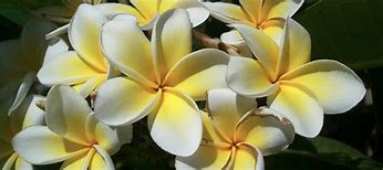 Image result for Hawaiian Flower Lei