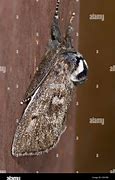 Image result for Moth with Feathery Antennae